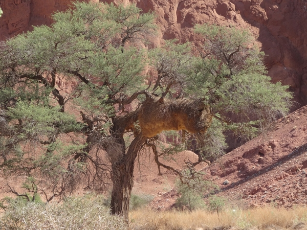 3E Namib woestijn, wandeling _DSC00179