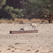 3E Namib woestijn, wandeling _DSC00180