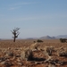 3E Namib woestijn, wandeling _DSC00200