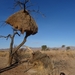 3E Namib woestijn, wandeling _DSC00202