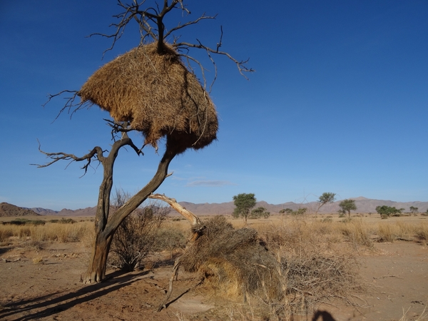 3E Namib woestijn, wandeling _DSC00202