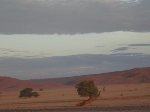 3G Namib woestijn, Sossusvlei _DSC00216