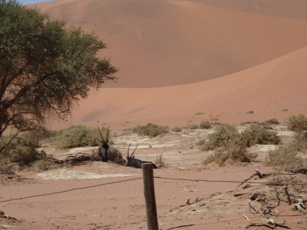 3J Namib woestijn, Sossusvlei _DSC00280