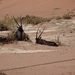 3J Namib woestijn, Sossusvlei _DSC00281