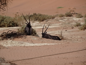 3J Namib woestijn, Sossusvlei _DSC00281