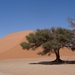 3K Namib woestijn, Sossusvlei, Dune45  _DSC00286