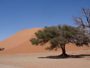 3K Namib woestijn, Sossusvlei, Dune45  _DSC00286