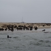 4D Walvisbaai, boottocht _DSC00434