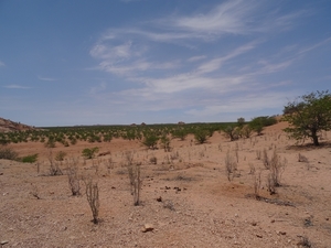 5B Swakopmund--Damaraland _DSC00471