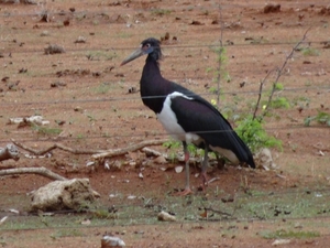 6B Damaraland--Kamanjab _DSC00528