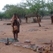 6D Kamanjab, Himba's _DSC00559