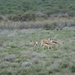 7A Kamanjab--Etosha _DSC00578