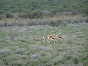 7A Kamanjab--Etosha _DSC00578