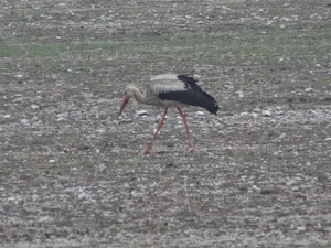 7A Kamanjab--Etosha _DSC00580