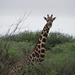 7A Kamanjab--Etosha _DSC00584