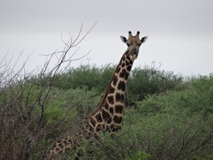 7A Kamanjab--Etosha _DSC00584