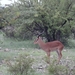 7E Etosha  NP _DSC00603