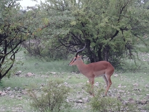 7E Etosha  NP _DSC00603