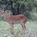 7E Etosha  NP _DSC00605