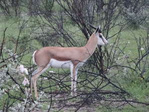 7E Etosha  NP _DSC00609