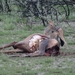 7E Etosha  NP _DSC00612