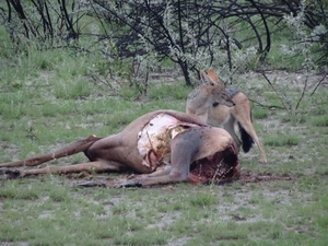 7E Etosha  NP _DSC00612