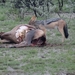 7E Etosha  NP _DSC00614