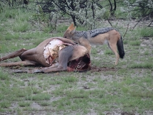 7E Etosha  NP _DSC00614