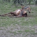 7E Etosha  NP _DSC00616