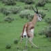 7E Etosha  NP _DSC00619