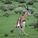 7E Etosha  NP _DSC00619