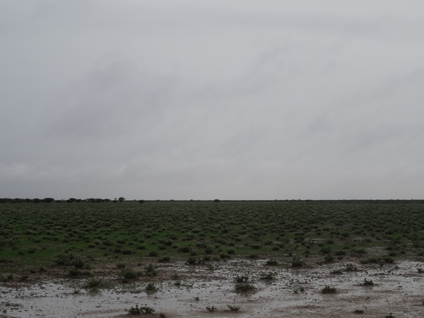 7E Etosha  NP _DSC00620