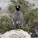 7E Etosha  NP _DSC00624