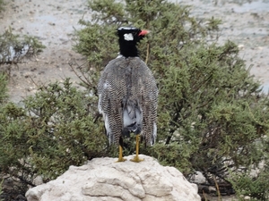 7E Etosha  NP _DSC00624