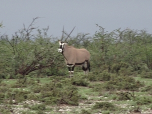 7E Etosha  NP _DSC00626