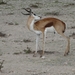 7E Etosha  NP _DSC00627