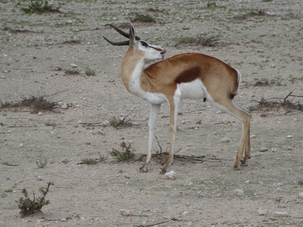 7E Etosha  NP _DSC00627