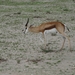 7E Etosha  NP _DSC00629