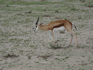 7E Etosha  NP _DSC00629