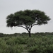 7E Etosha  NP _DSC00630