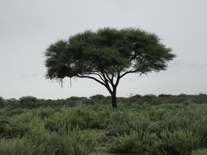 7E Etosha  NP _DSC00630