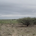 7E Etosha  NP _DSC00631