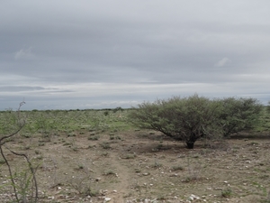 7E Etosha  NP _DSC00631