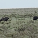 7E Etosha  NP _DSC00634