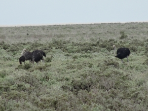 7E Etosha  NP _DSC00634