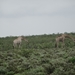 7E Etosha  NP _DSC00640