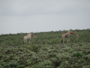 7E Etosha  NP _DSC00640