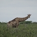 7E Etosha  NP _DSC00641