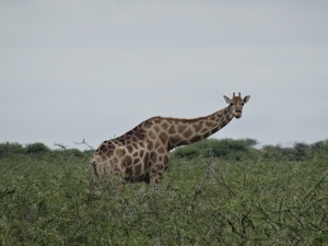 7E Etosha  NP _DSC00641