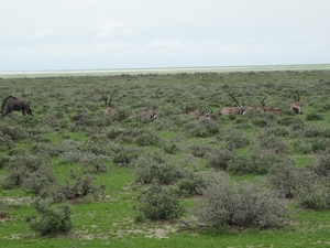 7E Etosha  NP _DSC00648